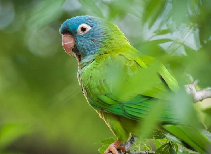 Blue Crowned Parakeet ( Complete Profile)