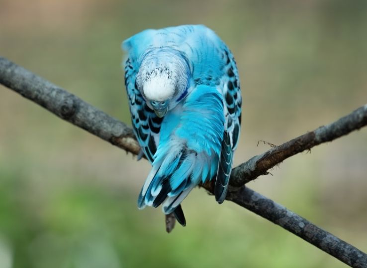 Blue Parakeet (2023 Comprehensive Guide)