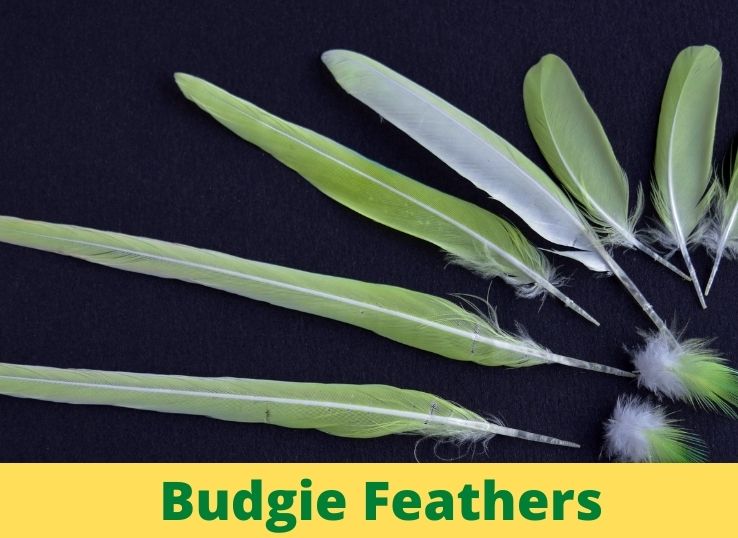 Budgie Feathers ( Complete Guide)