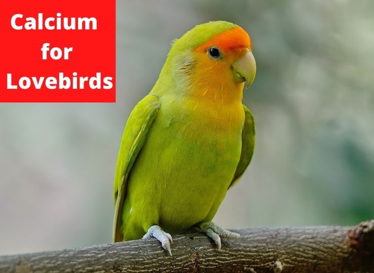 Calcium For Lovebirds ( Facts and Importance)