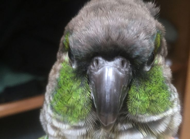 Green Cheeked Parakeet ( Complete Details)