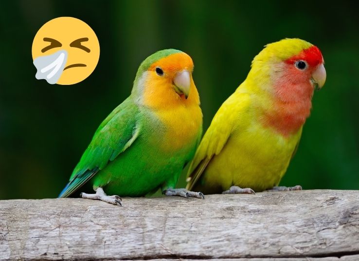 Lovebird Sneezing and Nasal Discharge ( Find out!)
