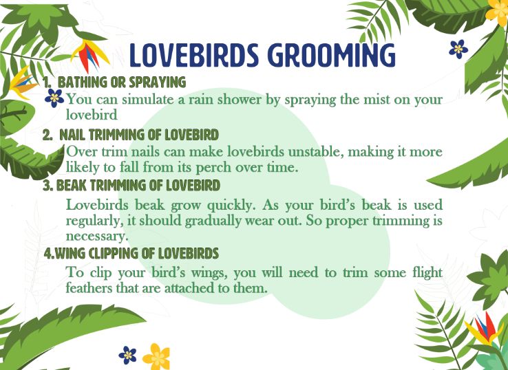 Infographic grooming
