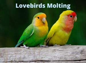 Lovebirds Molting & Feather Problems - imparrot