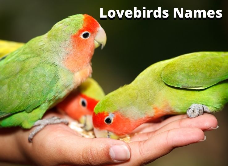 Most Popular Lovebirds Names ( Male and Female)