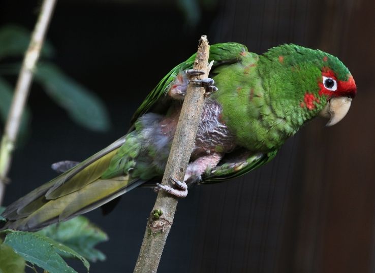 Mitred Parakeet ( Complete Profile)
