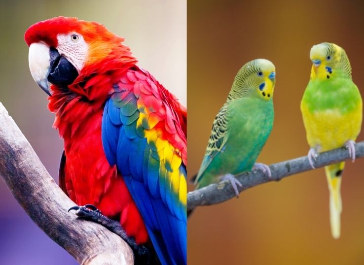 Parrot vs Parakeet (Remarkable Differences)