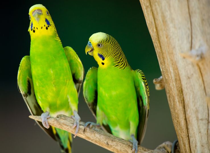 Ataxia in Parakeets (Causes Symptoms Diagnosis and Treatment)
