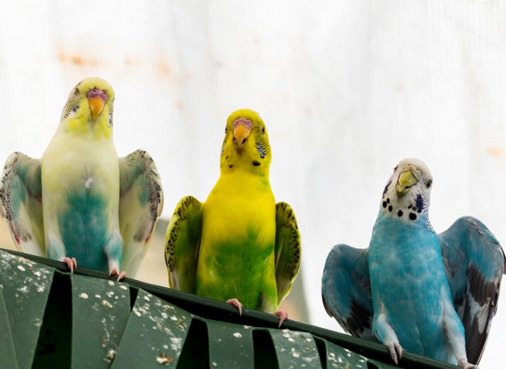 How to Become a Parakeet Breeder ( Expert Opinion)