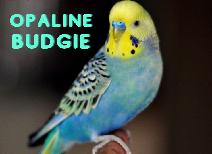 Opaline Budgies (Appearance, Personality, and Genetics)