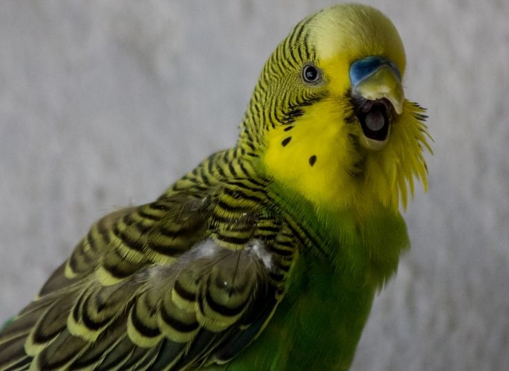 Most Common Parakeet Colors and Varieties