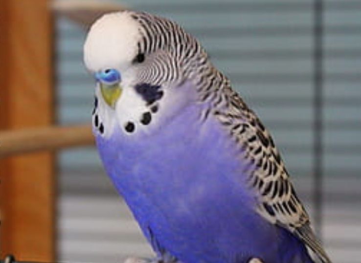Purple (Violet) Parakeet (Complete Profile)