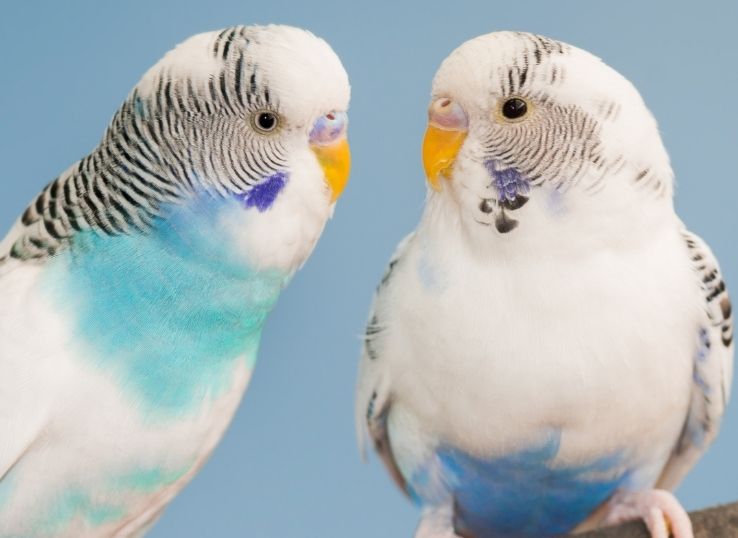 6 Reasons Why Parakeets Puff Up ( Find Out!)