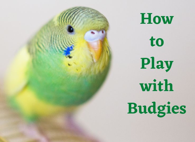How to Play with Budgies ( Complete Guide)