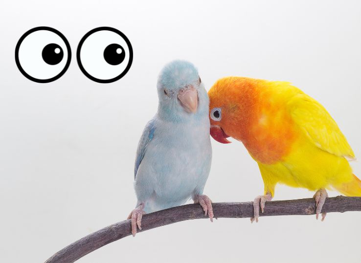 Lovebird Eye Infection (Symptom, Causes, and Treatment)