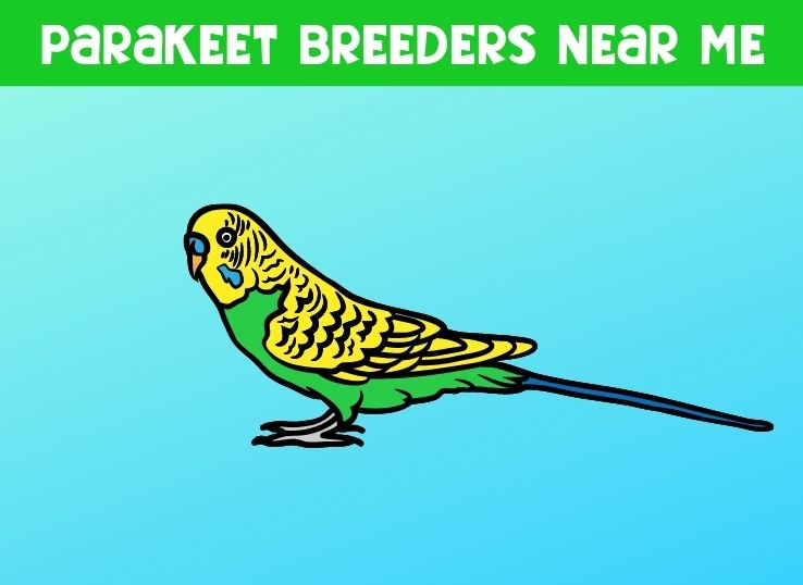 Parakeet Breeders Near Me (United States)