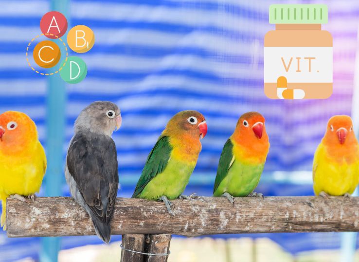 Vitamins for lovebirds (Things to Know)