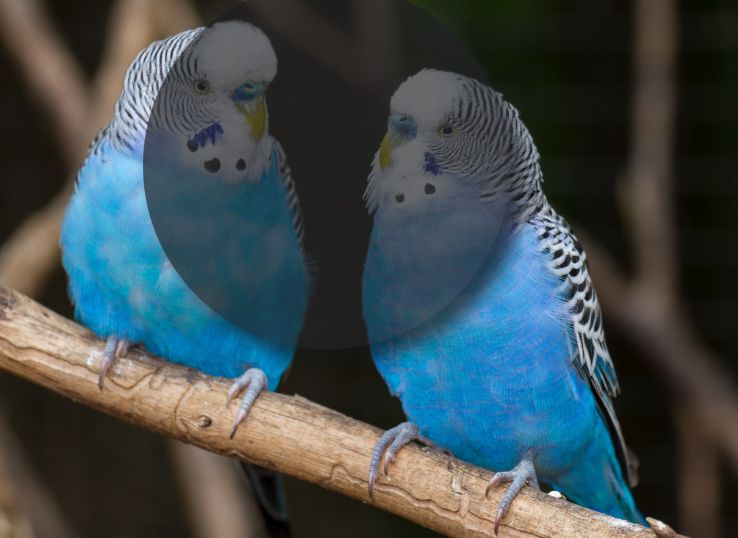 Can Parakeets see in the Dark ( Find Out!)
