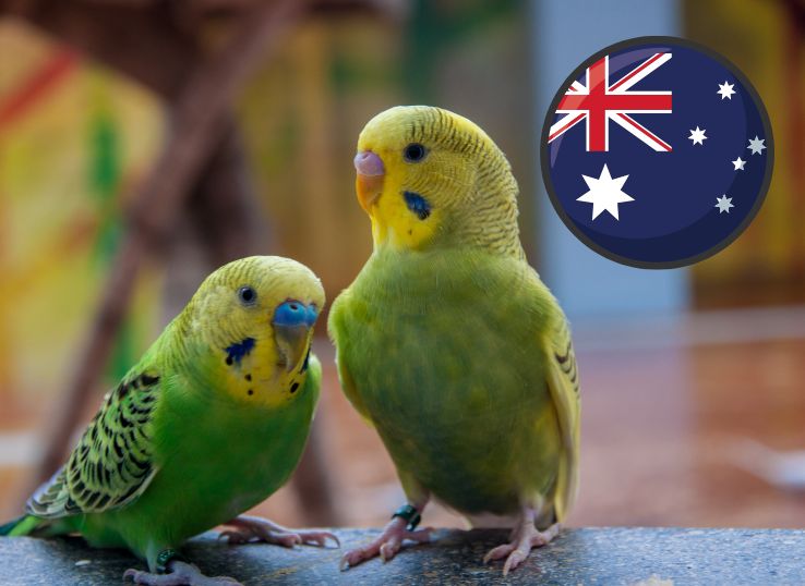 Parakeets in Australia ( Ultimate Guide)