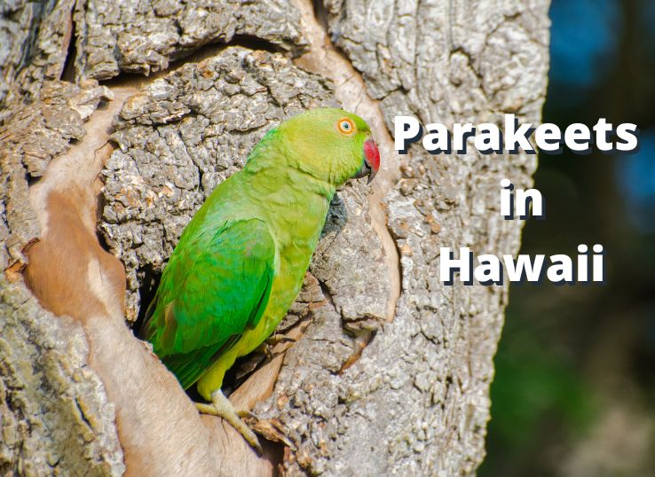 Parakeets in Hawaii ( Invasive Rose-ringed Parakeets)