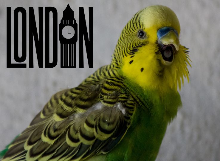 The Curious Case of Parakeets in London