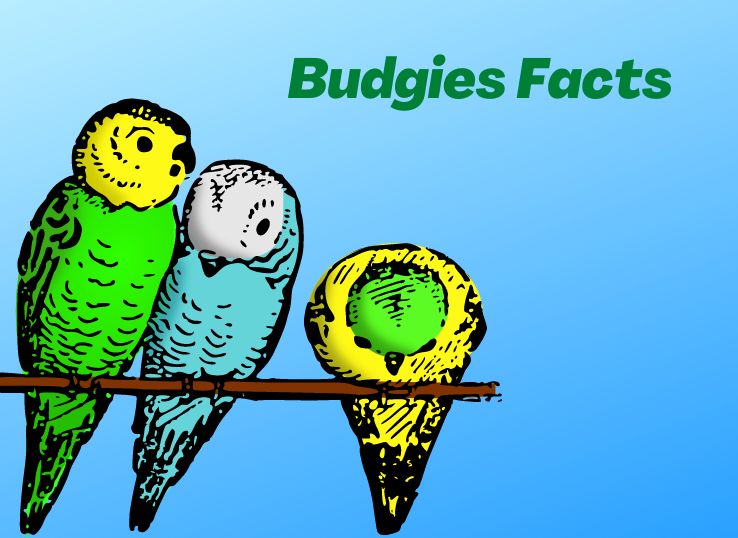 28 Funny and Interesting Facts About Budgie
