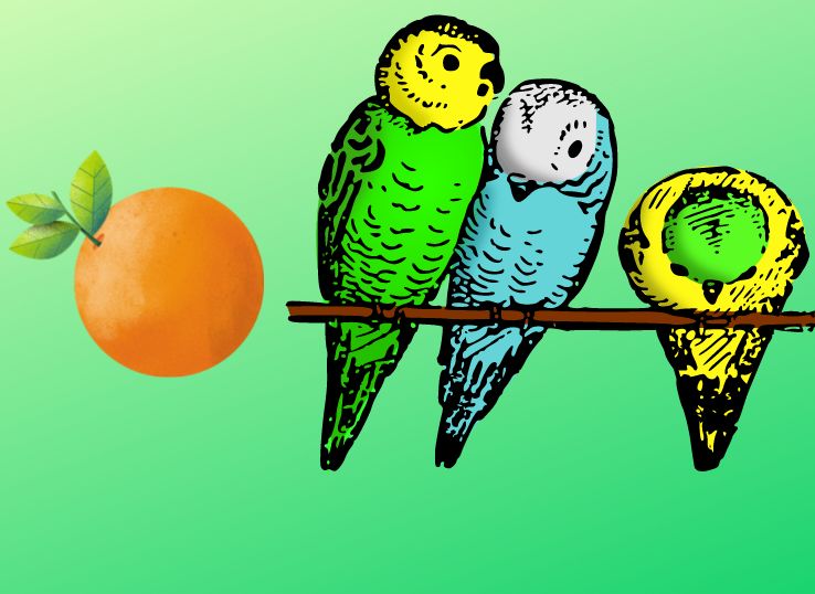 Can Budgies Eat Oranges? ( Revealed!)