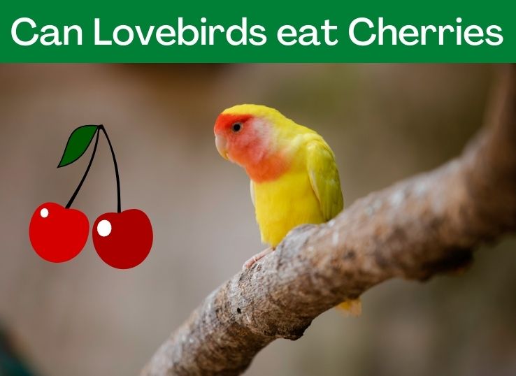 Can Lovebirds Eat Cherries? (Revealed!)