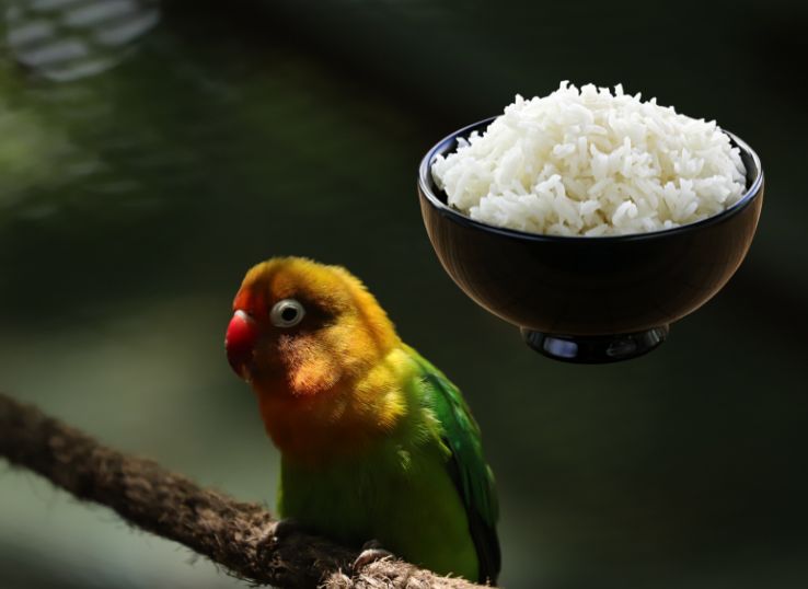 Can lovebirds Eat Rice (Find Out!)