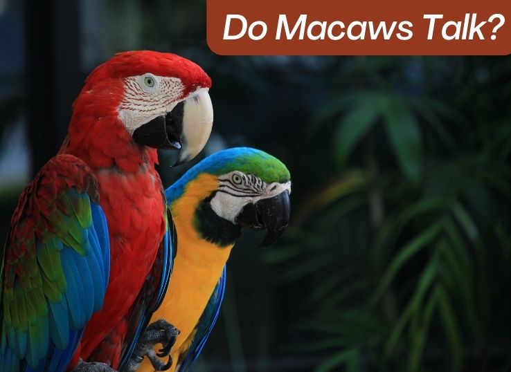 Do Macaws Talk?  ( Revealed!)