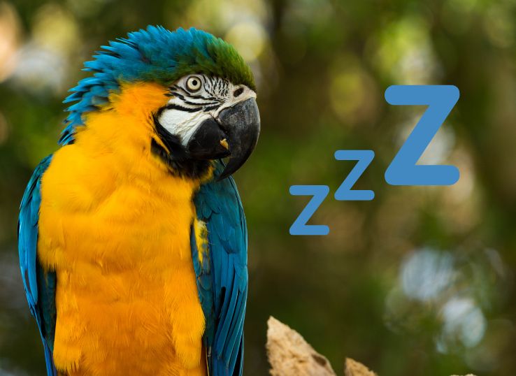 How do Macaws Sleep? (Different Sleeping Positions, and Bedtime Routine)