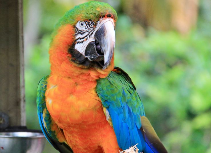 Catalina Macaw (Complete Breed Profile)