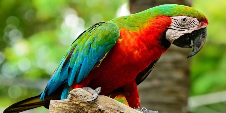 Harlequin Macaw (Personality, Lifespan, Diet, Health, and Cost)