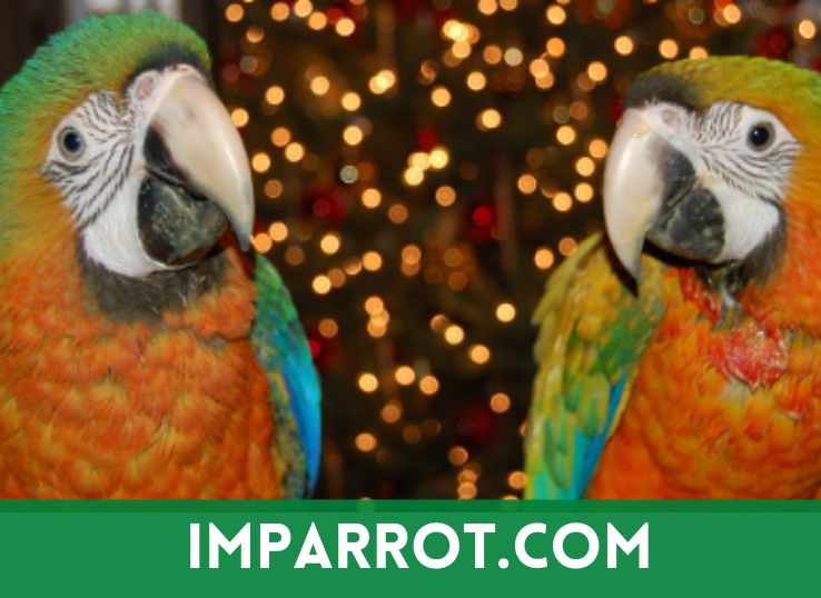 Camelot Macaw (Personality, Health, Caring and Diet)