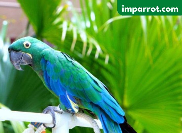 Emerald Macaw (Everything You Need to Know)