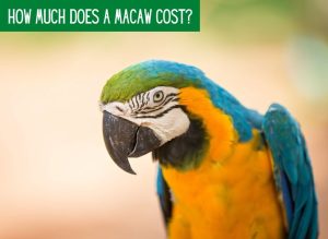 How Much Does a Macaw Cost? (Price Guide 2024) - imparrot