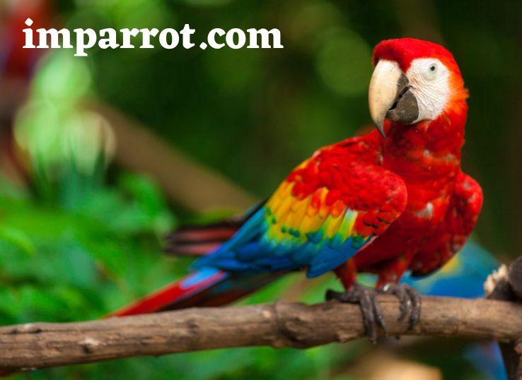 Ruby Macaw (Personality, Appearance, Diet, and Caring)