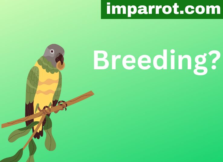 How to Breed Senegal Parrots (Vet Guide)
