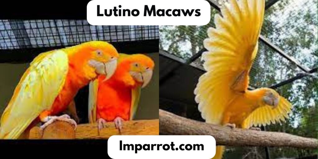 Lutino Macaw