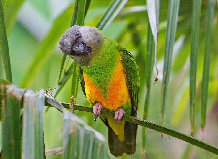 Senegal Parrot Lifespan(How Long Does a Senegal Parrot Live?)