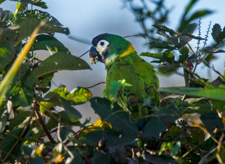 Yellow-Collared Macaw ( Expert’s Opinion)