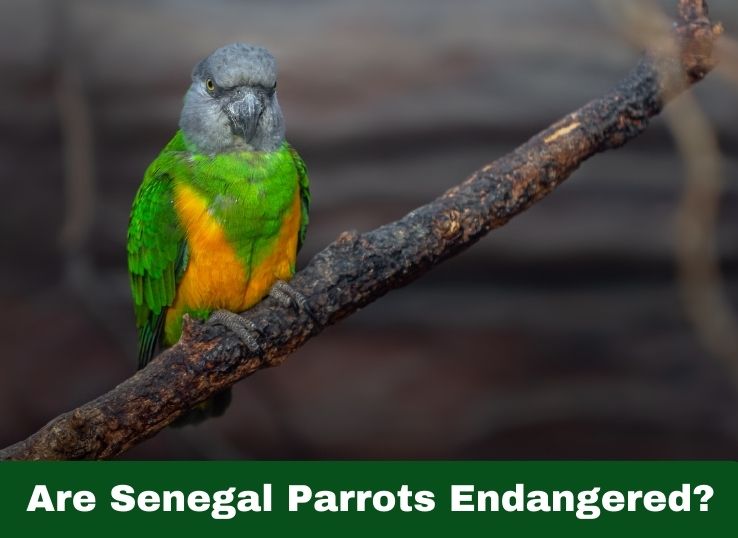 Are Senegal Parrots Endangered? (Find Out!)