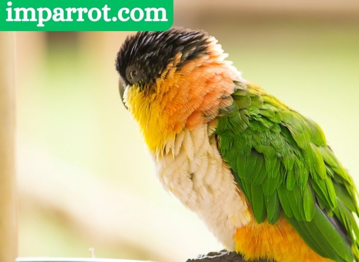Black-Headed Caique (Personality, Appearance, Care, and Diet)