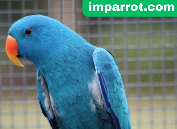 Blue Eclectus Parrot (Extremely Rare Eclectus Parrot Mutation)