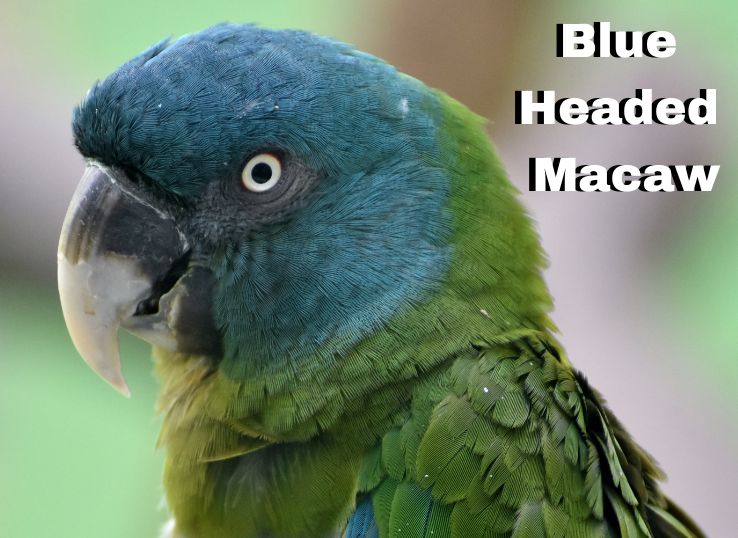 Blue-Headed Macaw (Complete Species Profile)