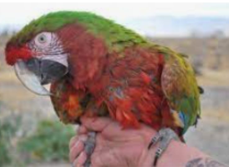 Calico Macaw (Everything You Need to Know)