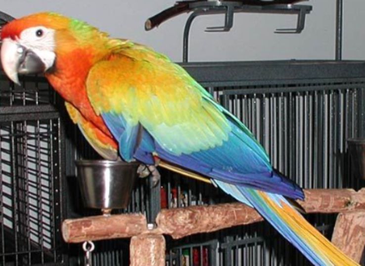 Capri Macaw (Everything You Need to Know)