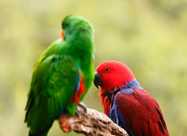 Eclectus Parrot Male vs. Female ( Differences!)