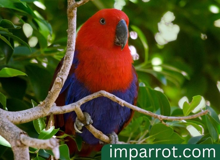 Eclectus parrot behavior ( Expert Guide)