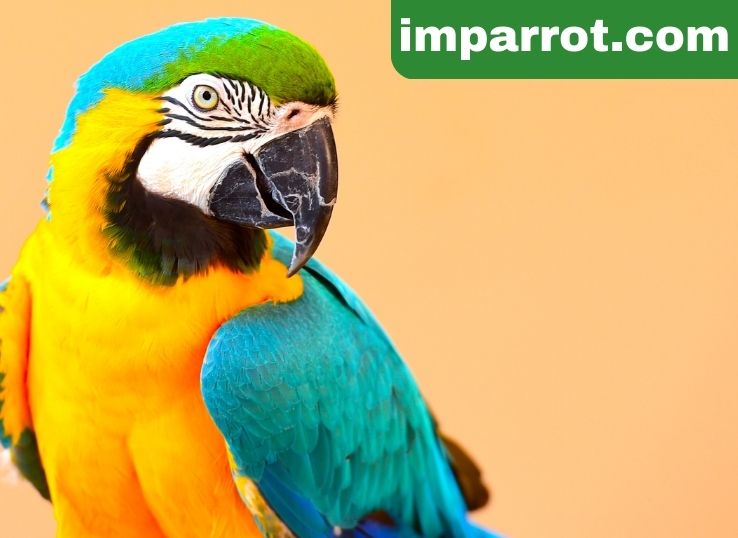Macaws as Pets (Pros and Cons)